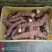 野生新鲜土茯苓广西藤县土茯苓白肉