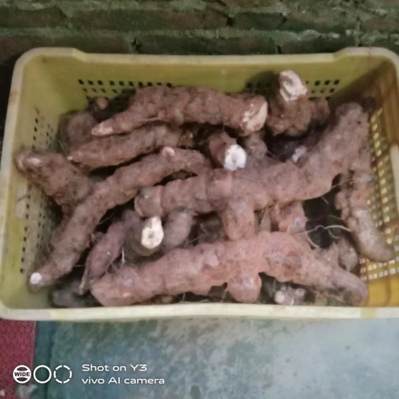 野生新鲜土茯苓广西藤县土茯苓白肉