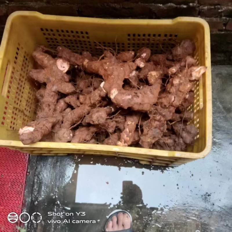 野生新鲜土茯苓广西藤县土茯苓白肉