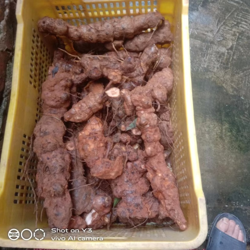 野生新鲜土茯苓广西藤县土茯苓白肉