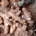 野生新鲜土茯苓广西藤县土茯苓白肉