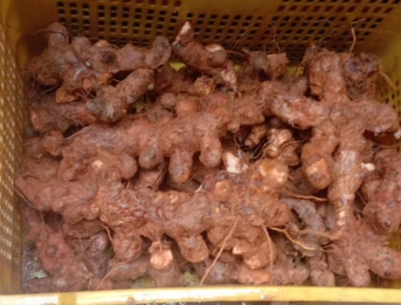 野生新鲜土茯苓广西藤县土茯苓白肉