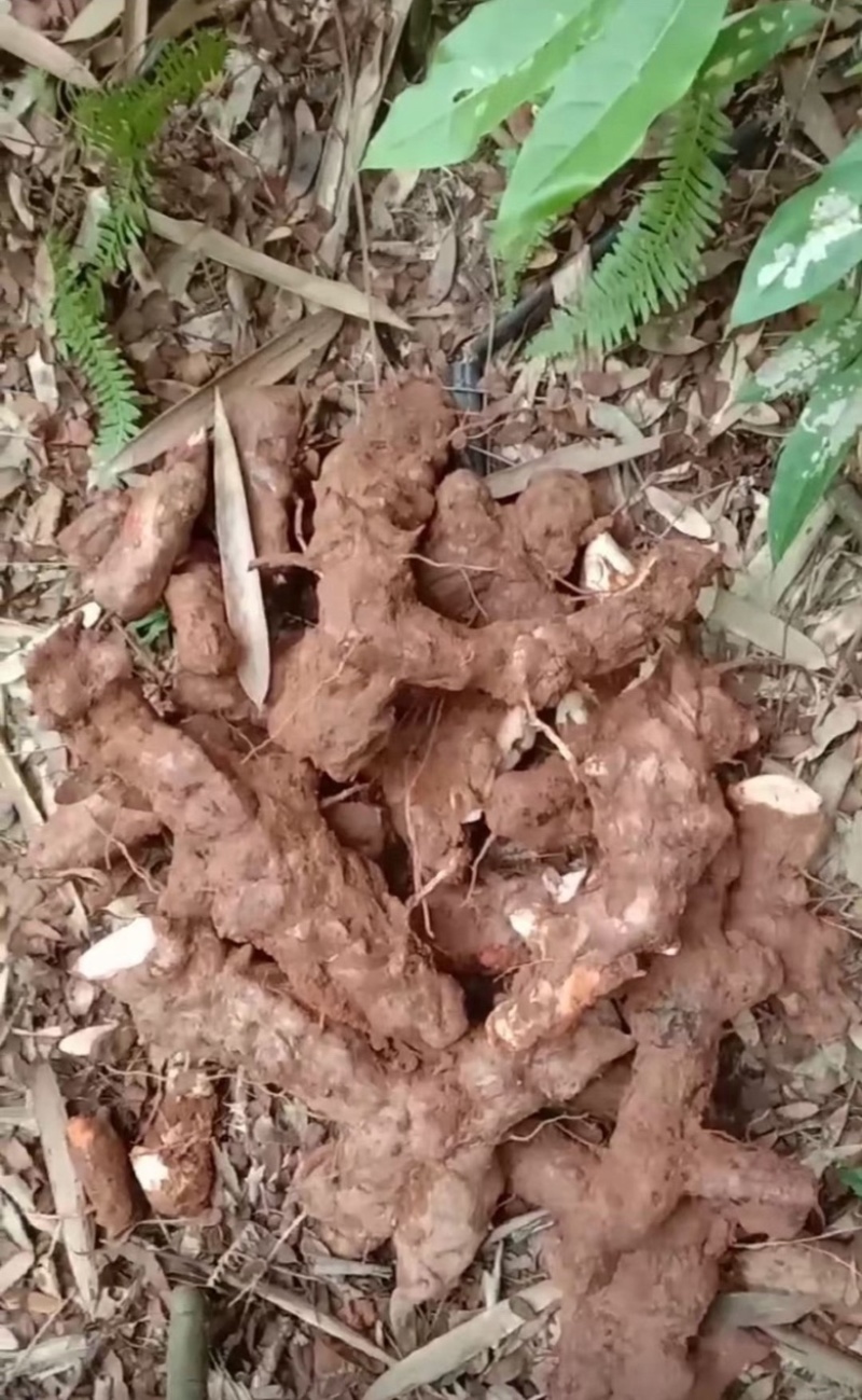 野生新鲜土茯苓广西藤县土茯苓白肉