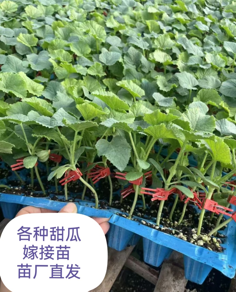 花蜜819甜瓜苗糖度高口感好产量高抗病强苗厂直发