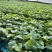 花蜜819甜瓜苗糖度高口感好产量高抗病强苗厂直发
