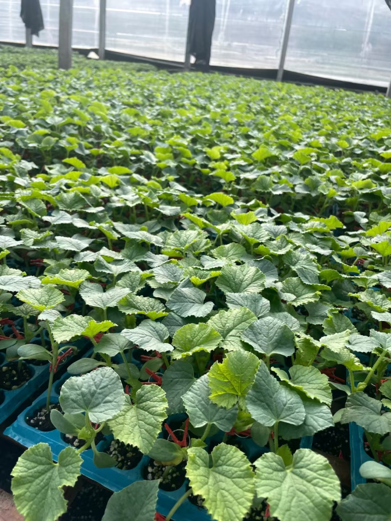 花蜜819甜瓜苗糖度高口感好产量高抗病强苗厂直发