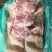 大鸭腿