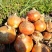 通辽洋葱/精品/市场商超/适合走高端市场/可开发票/