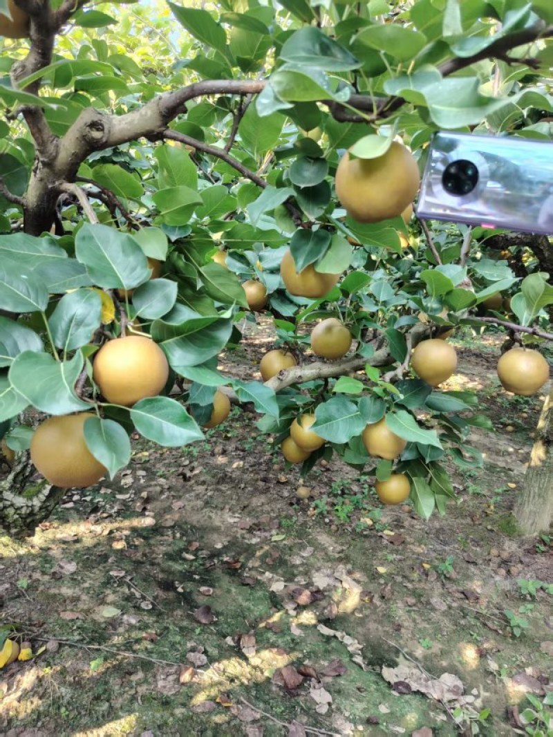 湖北沙梨黄花梨，原产地直销。