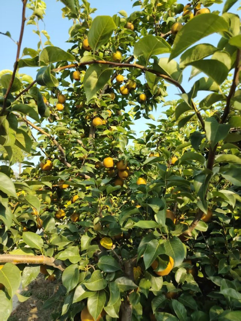 湖北沙梨黄花梨，原产地直销。