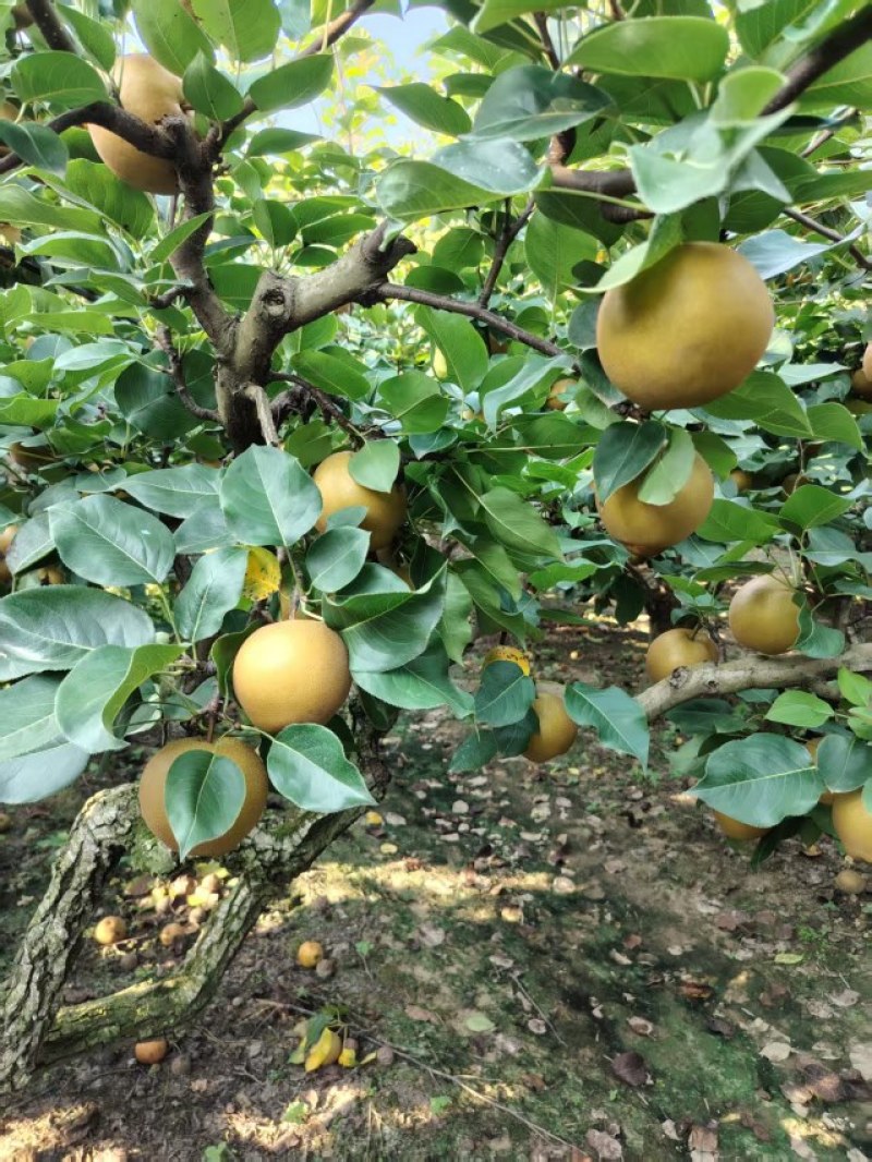 湖北沙梨黄花梨，原产地直销。
