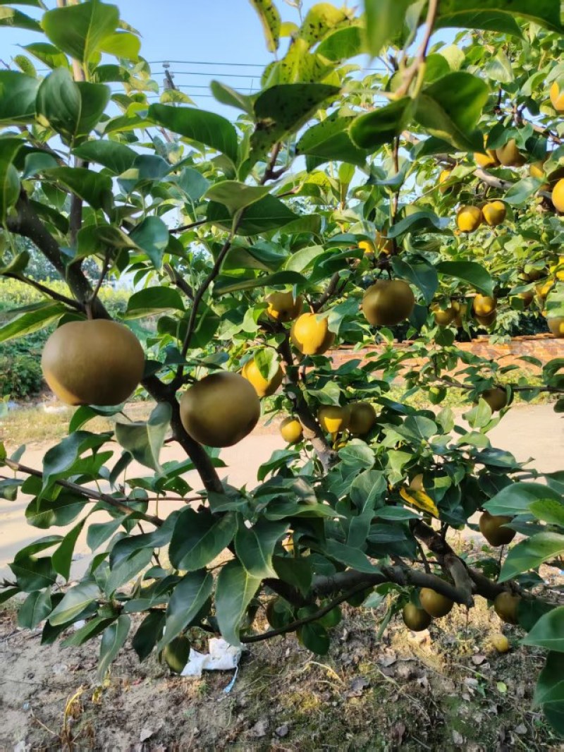 湖北沙梨黄花梨，原产地直销。