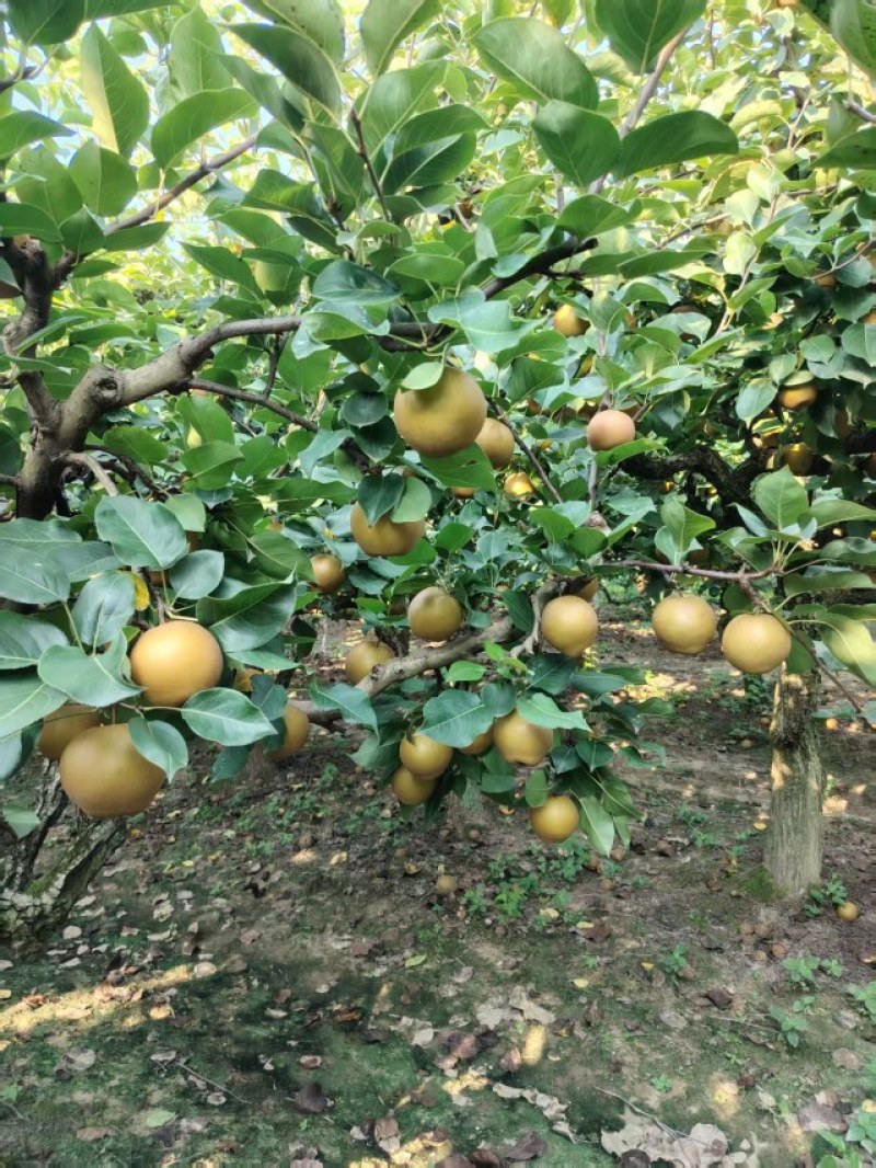 湖北沙梨黄花梨，原产地直销。