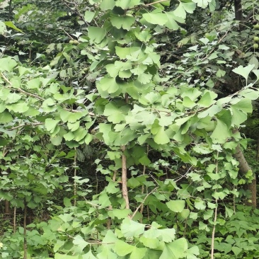 银杏树