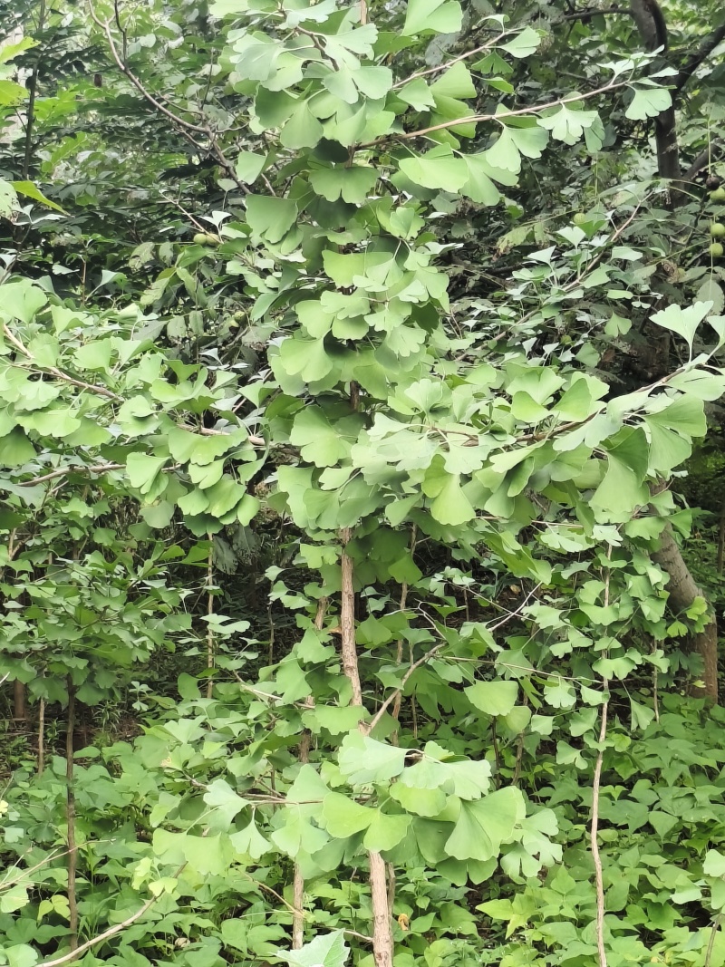 银杏树