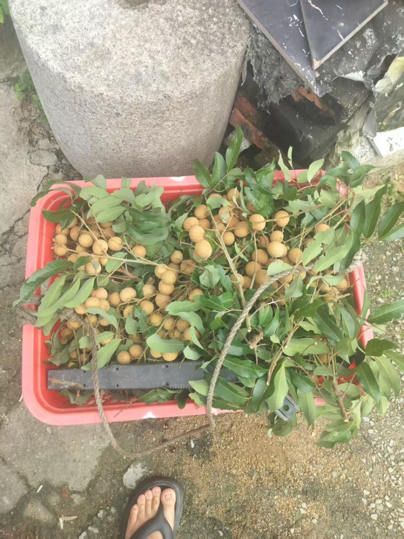 广西龙眼