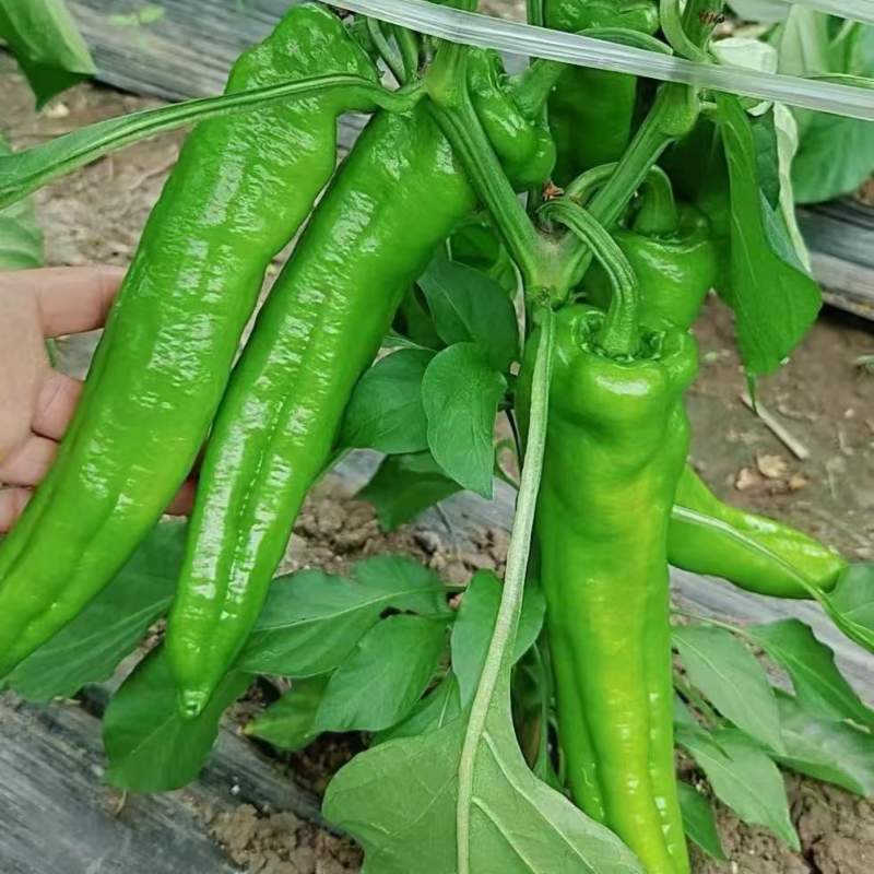 黑龙江鲜辣椒牛角椒大棚种植绿金517大量供应