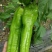 黑龙江鲜辣椒牛角椒大棚种植绿金517大量供应