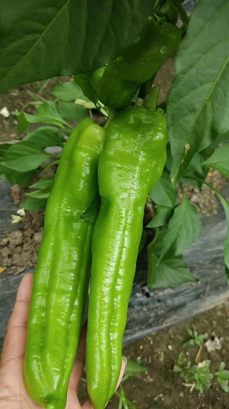 黑龙江鲜辣椒牛角椒大棚种植绿金517大量供应