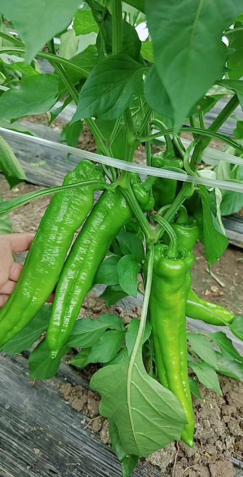 黑龙江鲜辣椒牛角椒大棚种植绿金517大量供应