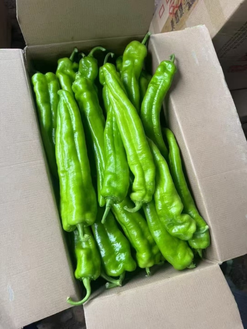 黑龙江鲜辣椒牛角椒大棚种植绿金517大量供应