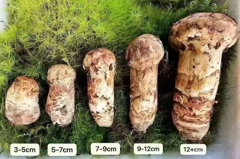 香格里拉本地松茸