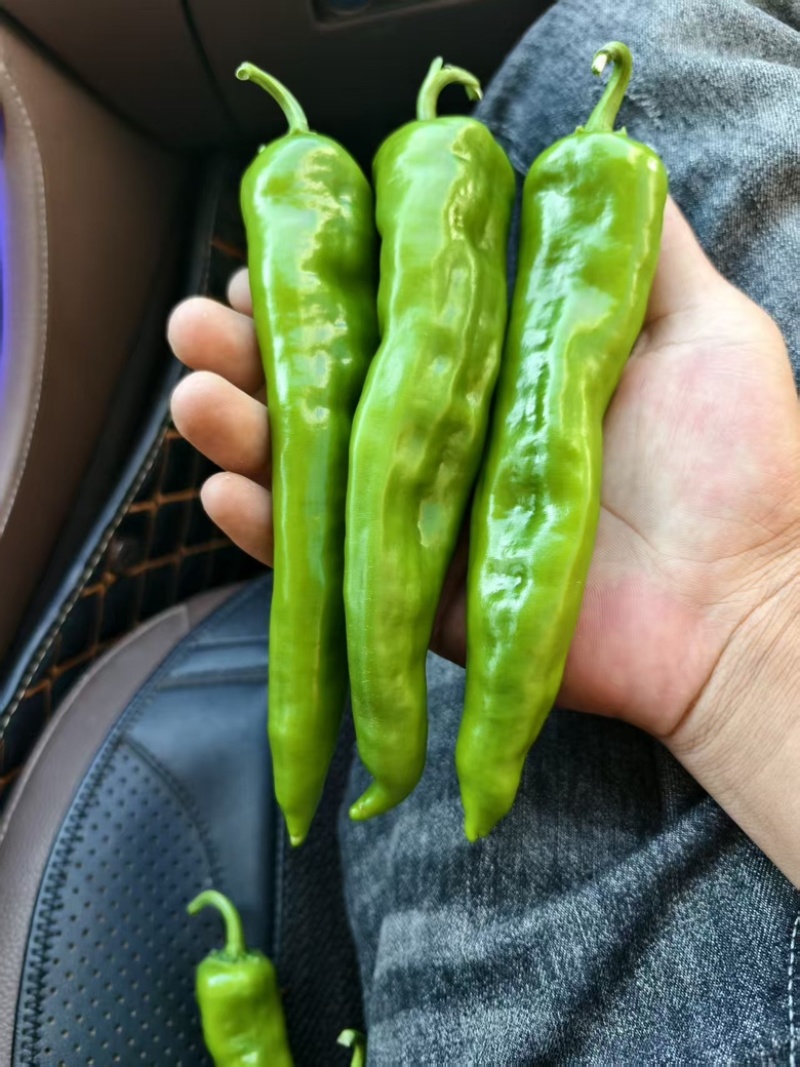 黑龙江鲜辣椒大棚种植，薄皮辣椒辣妹子，大量有货