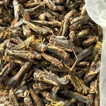 长期供应自养蚂蚱蝗虫