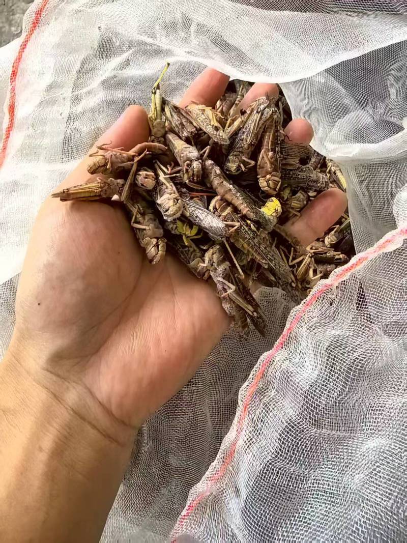 长期供应自养蚂蚱蝗虫