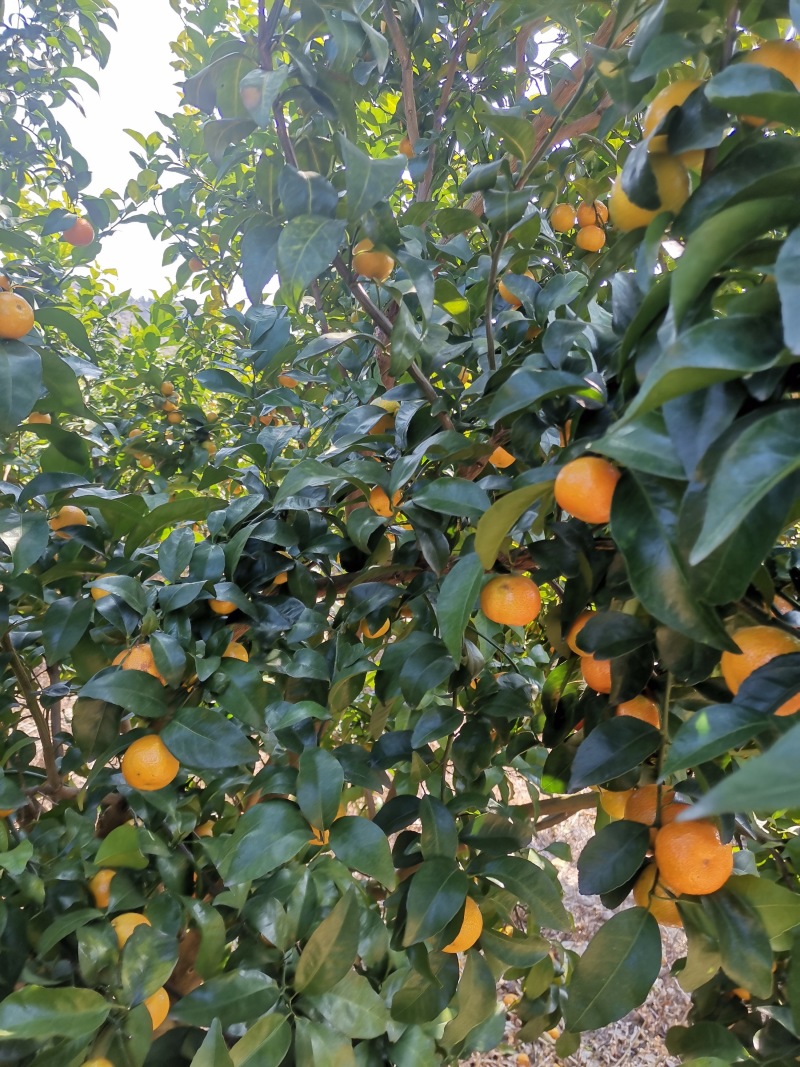 河源砂糖橘