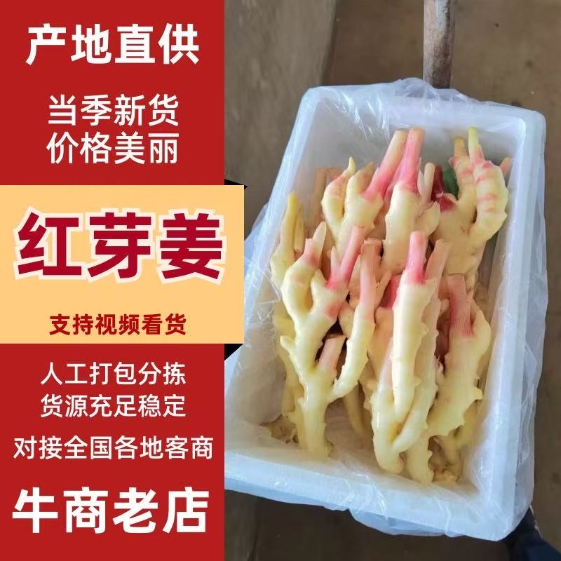 精品红芽姜，品质保证，产地直发，价格优惠，实力商家