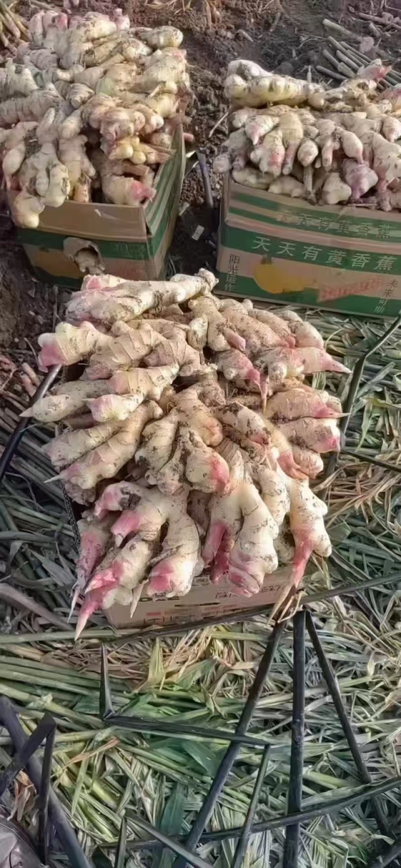 精品红芽姜，品质保证，产地直发，价格优惠，实力商家