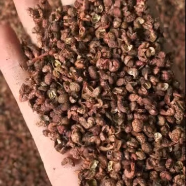 包邮红花椒，业内人士，批发商专用v