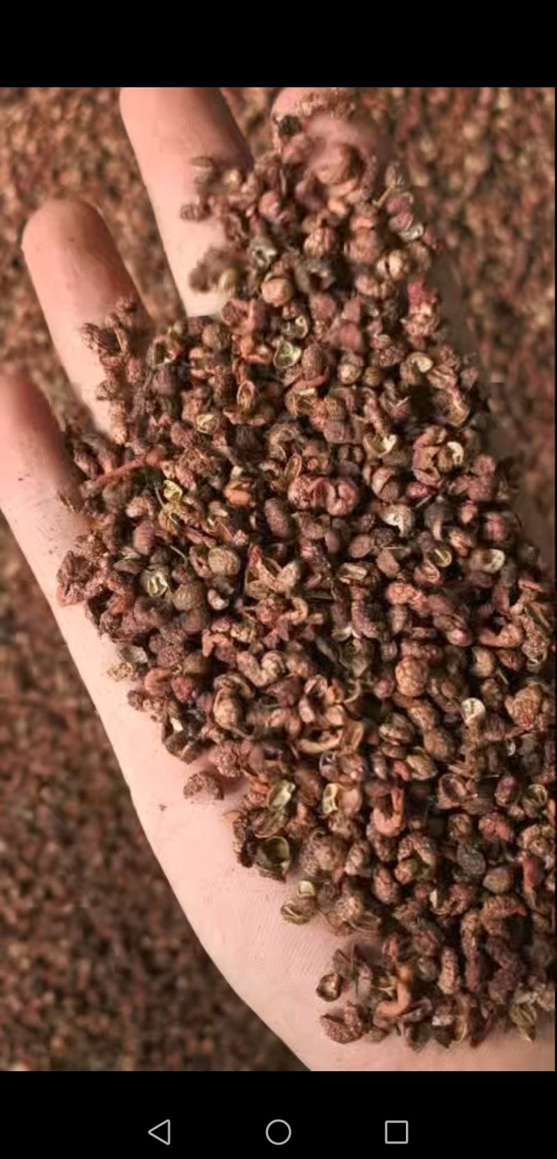 包邮红花椒，业内人士，批发商专用v