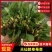 【产地直发】天仙醉草莓苗货源充足保质保量欢迎提前订货