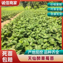 贵妃草莓苗天仙醉草莓苗奇缘草莓苗基地直供可视频看货