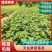 贵妃草莓苗天仙醉草莓苗奇缘草莓苗基地直供可视频看货