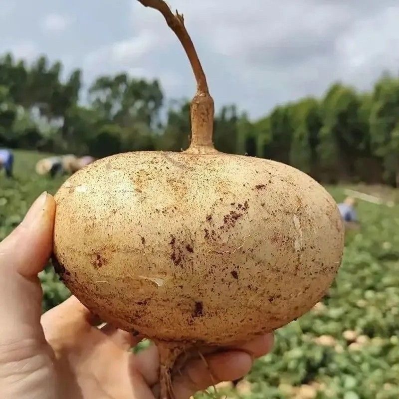 贵州地萝卜凉薯
