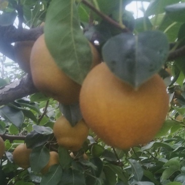 湖北襄阳黄花梨