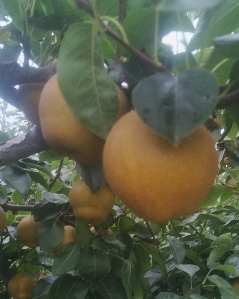 湖北襄阳黄花梨