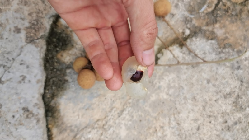 广西石峡龙眼工厂果需要的来价格美丽量大从优
