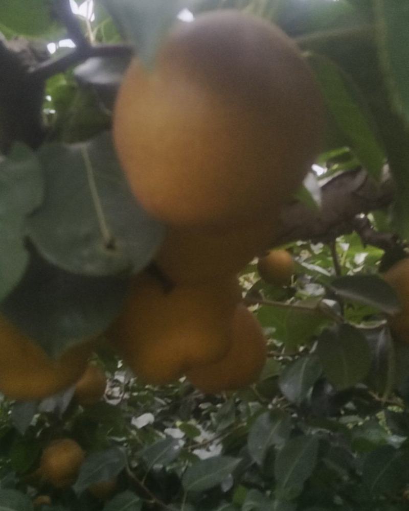 湖北襄阳黄花梨