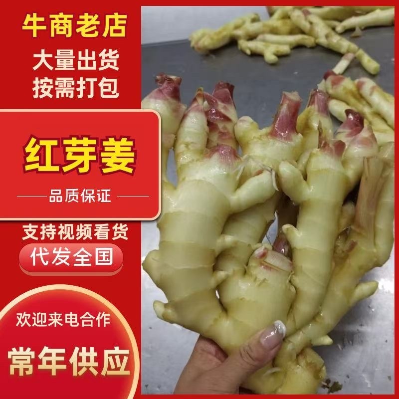 红芽鲜姜，品质保证，价格优惠，一手货源，实力商家