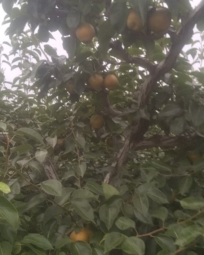 湖北襄阳黄花梨