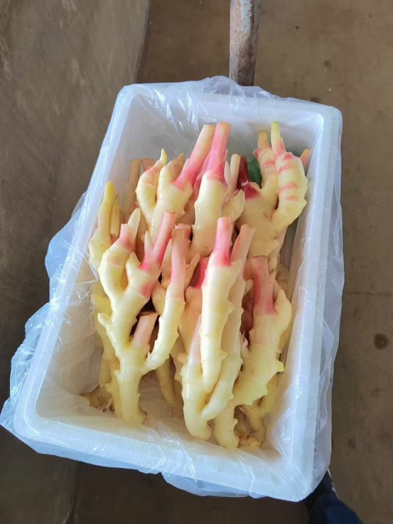 红芽鲜姜，品质保证，价格优惠，一手货源，实力商家