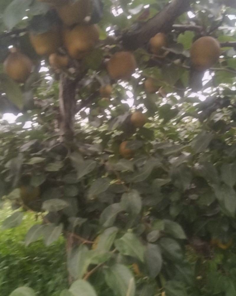 湖北襄阳黄花梨