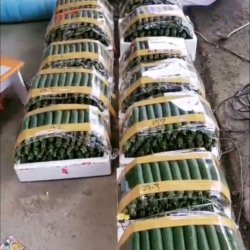 自家50亩肉丝瓜油皮丝瓜，精品。量大管够，价格便宜。