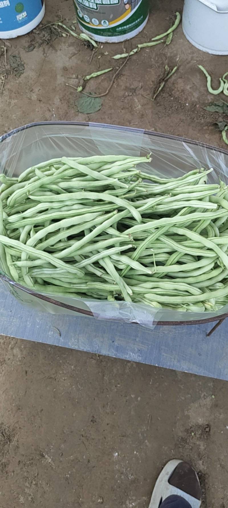 白不老豆角
