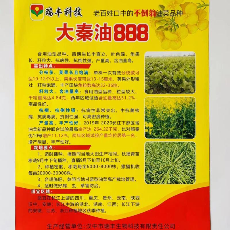 大秦油888油菜种子陕西油菜新品种出油率高抗倒抗病油菜籽