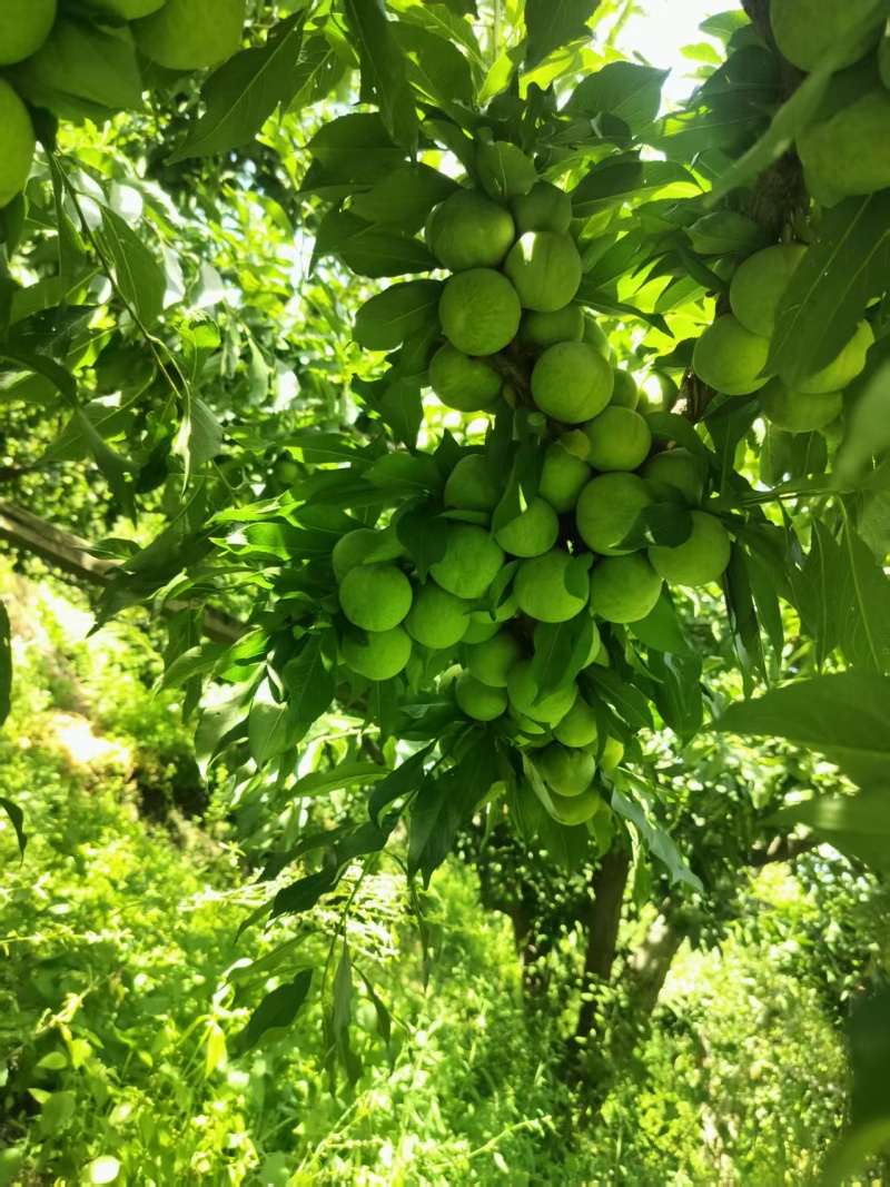 清脆李四川产区直发保质保量供货对接全国